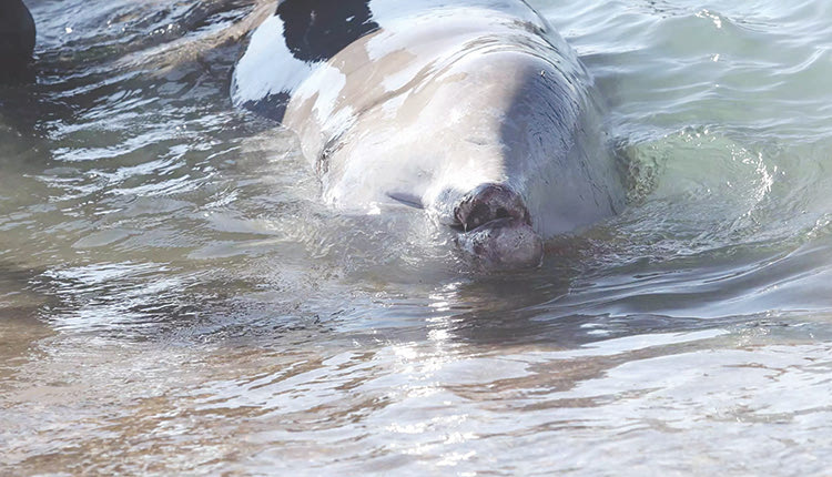 Η νεαρή ραμφοφάλαινα (Ziphius cavirostris), η οποία έγινε αντιληπτή για πρώτη φορά στην παραλία του Αλίμου Αττικής, εντοπίστηκε τελικά νεκρή από το Λιμεναρχείο Σαλαμίνας στα παράλια της Χερσονήσου Κυνόσουρα στην ανατολική πλευρά του νησιού.