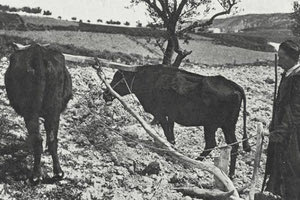 ΦΩΤΟΗΜΕΡΑΣ: Μοναδική φωτογραφία από όργωμα χωραφιού στις Αρχάνες το 1917!