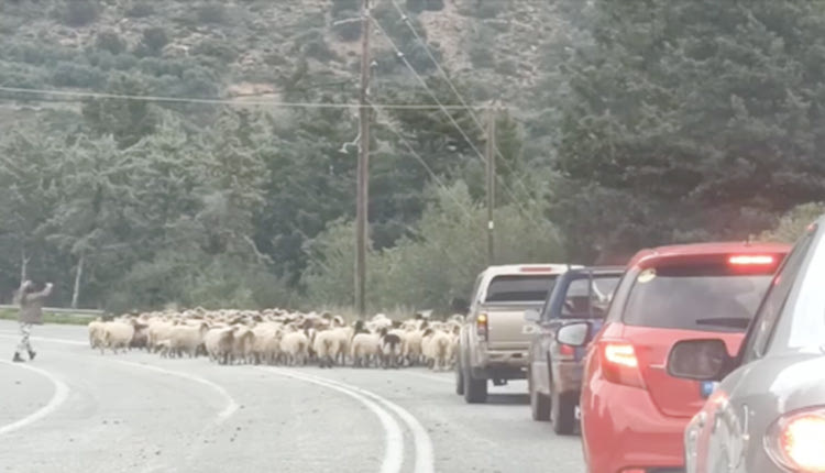 Θα πρέπει κάτι να γίνει κι αυτό το «κάτι» να είναι πριν θρηνήσουμε θύματα. Μα είναι δυνατόν σε έναν δήθεν κλειστό δρόμο, όπως είναι ο ΒΟΑΚ να εισβάλλουν πρόβατα και αρνιά λες και είναι κάποιο ποιμνιοστάσιο ή δρόμος της Ινδίας που κυκλοφορούν ελεύθερες οι… ιερές αγελάδες;