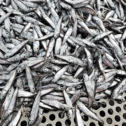 Στόχος των ερευνητών είναι η μελέτη και χαρτογράφηση ενός μικρού πελαγικού ψαριού, του «σαρδελόγαυρου»