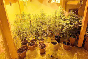 Η μικρή φυτεία βρέθηκε στις αποθήκες της ταβέρνας