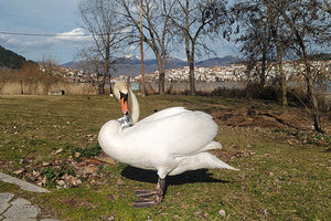 Ο θάνατος χώρισε τους ερωτοχτυπημένους κύκνους