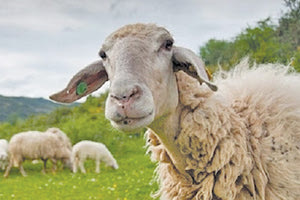 πρόβατα της Κρήτης