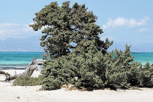 η νήσος Χρυσή