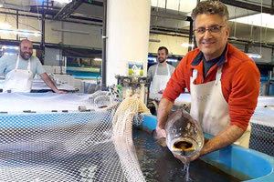 το μαγιάτικο και ο κρανιός, στη ελληνική ιχθυοκαλλιέργεια