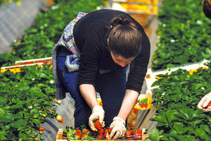 αγρότες συγκομιδή φράουλας