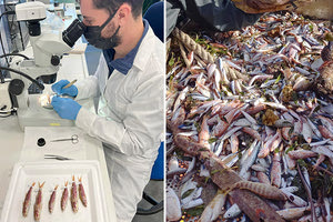 Ερευνητές από το Τμήμα Βιολογίας συγκρίνουν εισβολικά είδη