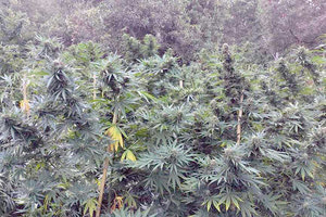 ΑΠΟΚΟΡΩΝΑΣ: Η Αστυνομία πρόλαβε τους... τρυγητές της χασισοφυτείας