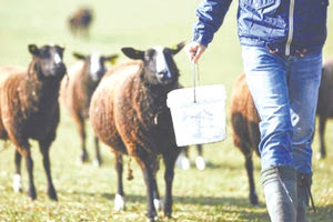 Επιστολή προς τον υπουργό από τους κτηνοτρόφους της Κρήτης