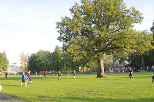 Το δέντρο που κέρδισε τον διαγωνισμό το 2015`