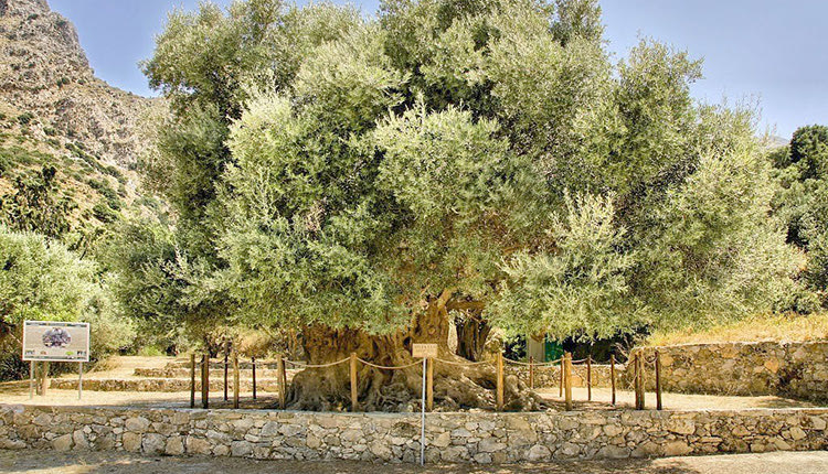 Η ελιά στο Καβούσι