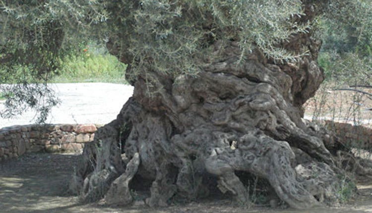 Η ελιά Βουβών στα Χανιά