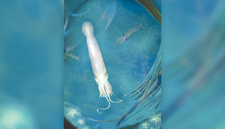 Αμερικανοί επιστήμονες έδωσαν το όνομα του προέδρου των ΗΠΑ, Μπάιντεν, σε ένα κεφαλόποδο με δέκα πλοκάμια, που ζούσε πριν περίπου 328 εκατομμύρια χρόνια στις θάλασσες και αποτελεί πρόγονο του χταποδιού.