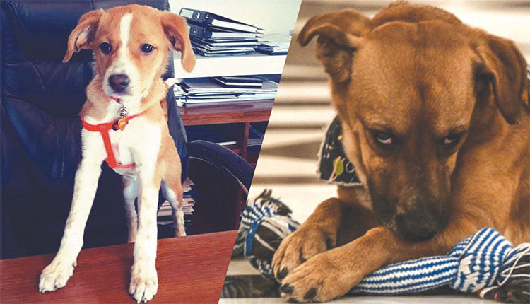 Η μίρα και ο πίνατ