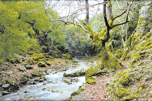 ΔΑΣΟΣ ΡΟΥΒΑ