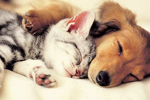 Ειδικό τμήμα για την προστασία των ζώων θα υπάρχει σύντομα