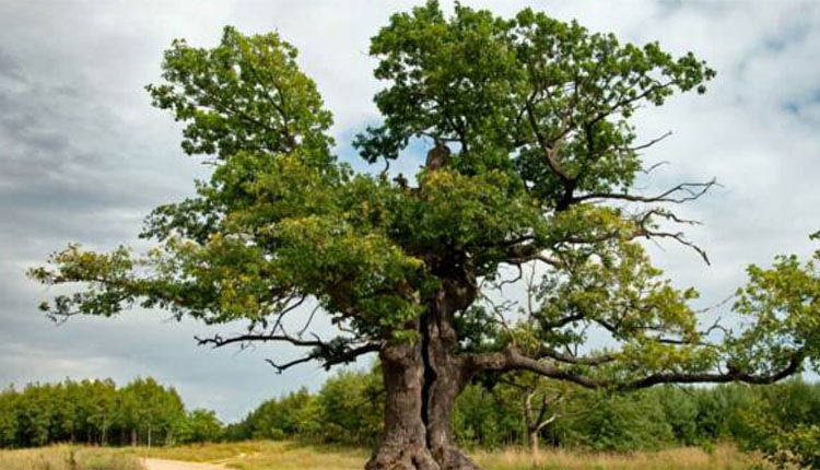  Χάσαμε από... βελανιδιά! Η ιδέα ήταν καλή, η Ελλάδα θα μπορούσε να ξεχωρίσει στον Ευρωπαϊκό Διαγωνισμό για το Δέντρο της Χρονιάς