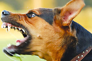 δάγκωμα σκύλου