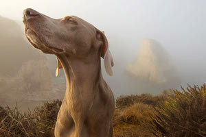 Σκυλιά ανιχνεύουν με ακρίβεια μολυσμένους με covid