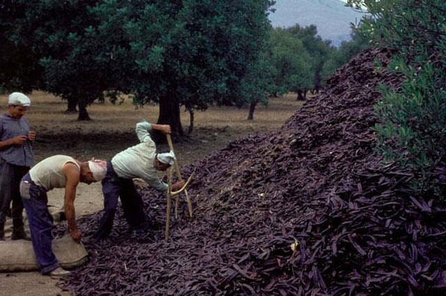 ΦΩΤΟΗΜΕΡΑΣ: ΔΕΚΑΕΤΙΑ ΤΟΥ ’60 στην Κρήτη. Τότε που άκμαζε το μάζεμα των χαρουπιών. Μια καλλιέργεια που αργότερα σχεδόν εξαφανίστηκε και τώρα τελευταία γίνεται ξανά προσπάθεια να επανακάμψει.