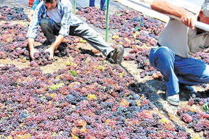 Και να λοιπόν που δεν αποζημιώθηκαν οι Κρητικοί παραγωγοί σταφίδας όταν οι Κορίνθιοι πήραν ενισχύσεις τις λεγόμενες ήσσονος σημασίας, τα γνωστά de minimis.