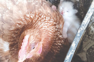 ΣΤΗΝ ΑΥΛΗ ΤΟΥ ΧΡΙΣΤΟΦΟΡΟΥ Άμα η κότα είναι κλώσσα φροντίζει και νεογέννητα γατιά