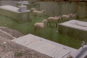 Αιγοπρόβατα στο νεκροταφείο Βραχασίου και σε πισίνα ξενοδοχείου
