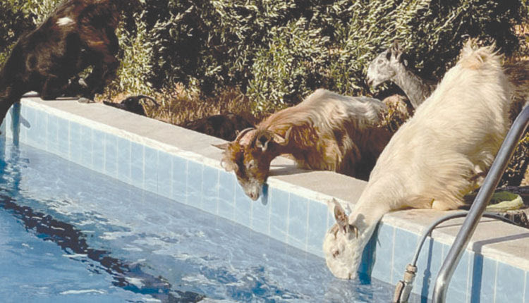 Αιγοπρόβατα σε πισίνα ξενοδοχείου