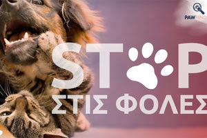 ΔΙΚΟΓΡΑΦΙΑ ΣΕ ΔΥΟ ΓΙΑ ΤΑ ΘΑΝΑΤΩΜΕΝΑ ΣΚΥΛΙΑ Η κάμερα τον “έπιασε” να πετά φόλες