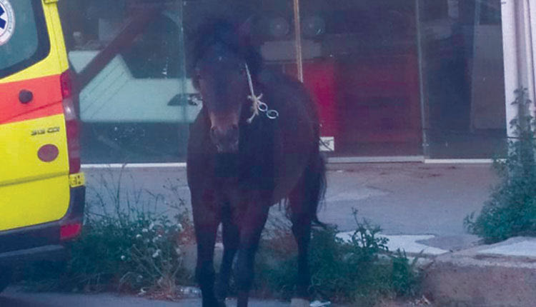 Άλογο... Τουρκοκρατίας;