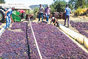 παραγωγοί σταφίδα αγροτικά