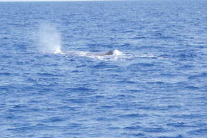 Δίχτυ προστασίας για τους φυσητήρες υψώνουν ερευνητές του ΙΥΜ-ΙΤΕ