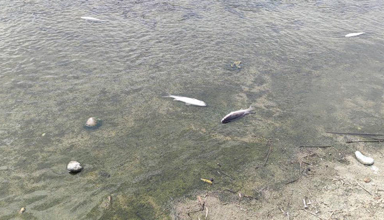 Δεκάδες νεκρά ψάρια αντίκρισαν κάτοικοι της περιοχής στις εκβολές του ποταμού Αποσελέμη, γεγονός που έθεσε σε συναγερμό τις τοπικές Αρχές.