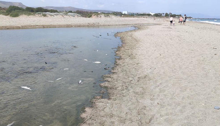 Δεκάδες νεκρά ψάρια αντίκρισαν κάτοικοι της περιοχής στις εκβολές του ποταμού Αποσελέμη, γεγονός που έθεσε σε συναγερμό τις τοπικές Αρχές.