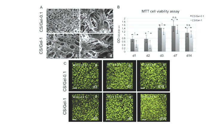 Αξιολόγηση κυτταρικής προσκόλλησης, βιωσιμότητας και πολλαπλασιασμού βλαστοκυττάρων οδοντικού πολφού σε ικριώματα χιτοζάνης/ζελατίνης για αναγέννηση γναθοπροσωπικού οστίτη ιστού. Από δημοσίευση: Bakopoulou et al. Dental pulp stem cells in chitosan/gelatin scaffolds for enhanced orofacial bone regeneration, Dental Materials (2019) 35, 310-327, https://doi.org/10.1016/j.dental.2018.11.025
