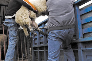 ΑΣΤΥΝΟΜΙΚΗ ΕΠΙΧΕΙΡΗΣΗ ΣΤΟ ΣΠΙΤΙ ΚΑΙ ΤΟ ΠΟΙΜΝΙΟΣΤΑΣΙΟ ΤΟΥ Τo DNA «πρόδωσε» τον ζωοκλέφτη