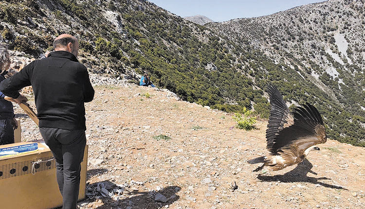Απελευθέρωση όρνεων