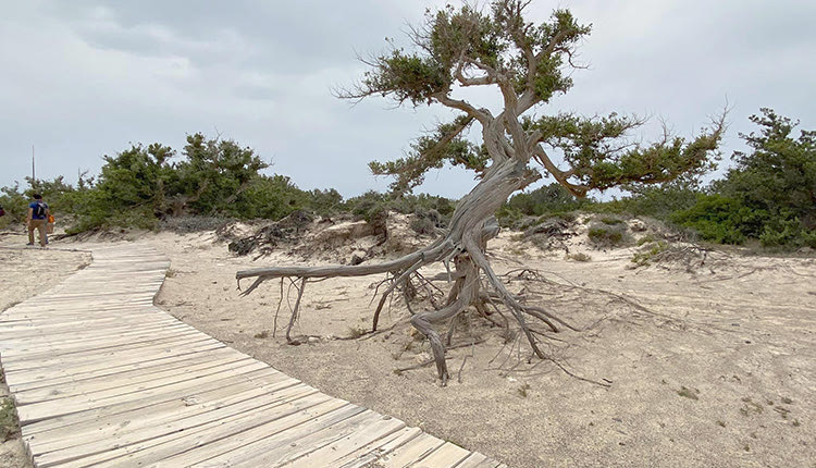 Οι κέδροι απειλούνται στη Χρυσή