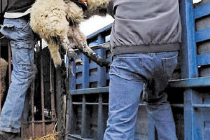 Ελεύθερος ο 41χρονος για τη ζωοκλοπή με αφορμή το γενετικό υλικό σε μπουκάλι 