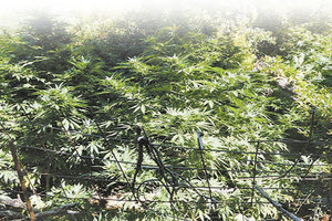 Χασισοφυτείες Μαλεβίζι: Τα «αθέατα» κεφάλια και το αποτύπωμα στην κονσέρβα τοματοπολτού