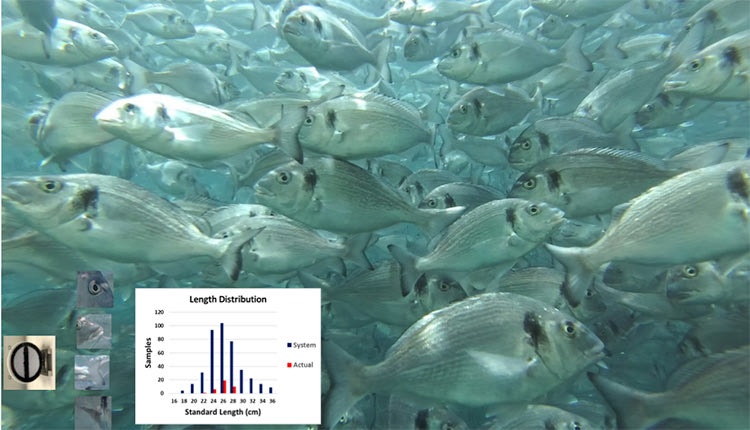Η κάμερα που μετράει τα ψάρια στα κλουβιά και τα παραγόμενα αποτελέσματα