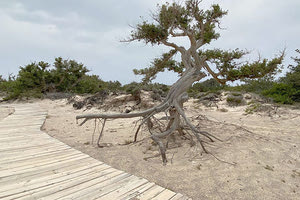 Στη νήσο Χρυσή