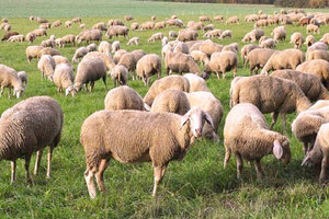 κτηνοτροφικές δηλώσεις