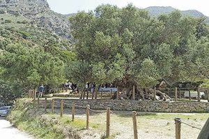 το πρώτο φυσικό βοτανικό μονοπάτι στο Καβούσι