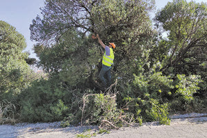 καθαρισμός των δέντρων στον Δήμο Μαλεβιζίου