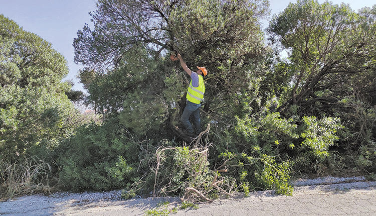 καθαρισμός των δέντρων στον Δήμο Μαλεβιζίου