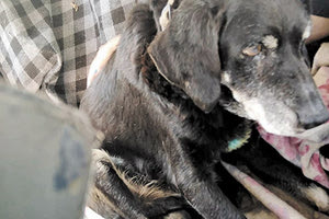 ΚΑΚΟΠΟΙΗΣΗ: Τραβούσε τον σκύλο του με το... αυτοκίνητο