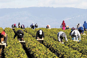 Ο ίδιος ο πρωθυπουργός αναλαμβάνει πρωτοβουλίες για το ζήτημα των εργατών γης στην Ελλάδα