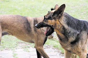Υπάλληλος ταχυμεταφορικής εταιρείας δέχτηκε επίθεση από δύο σκυλιά