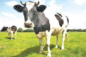 φορος μεθανιου αγελαδες